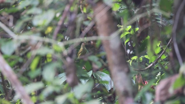 Purple-naped Spiderhunter - ML649329708