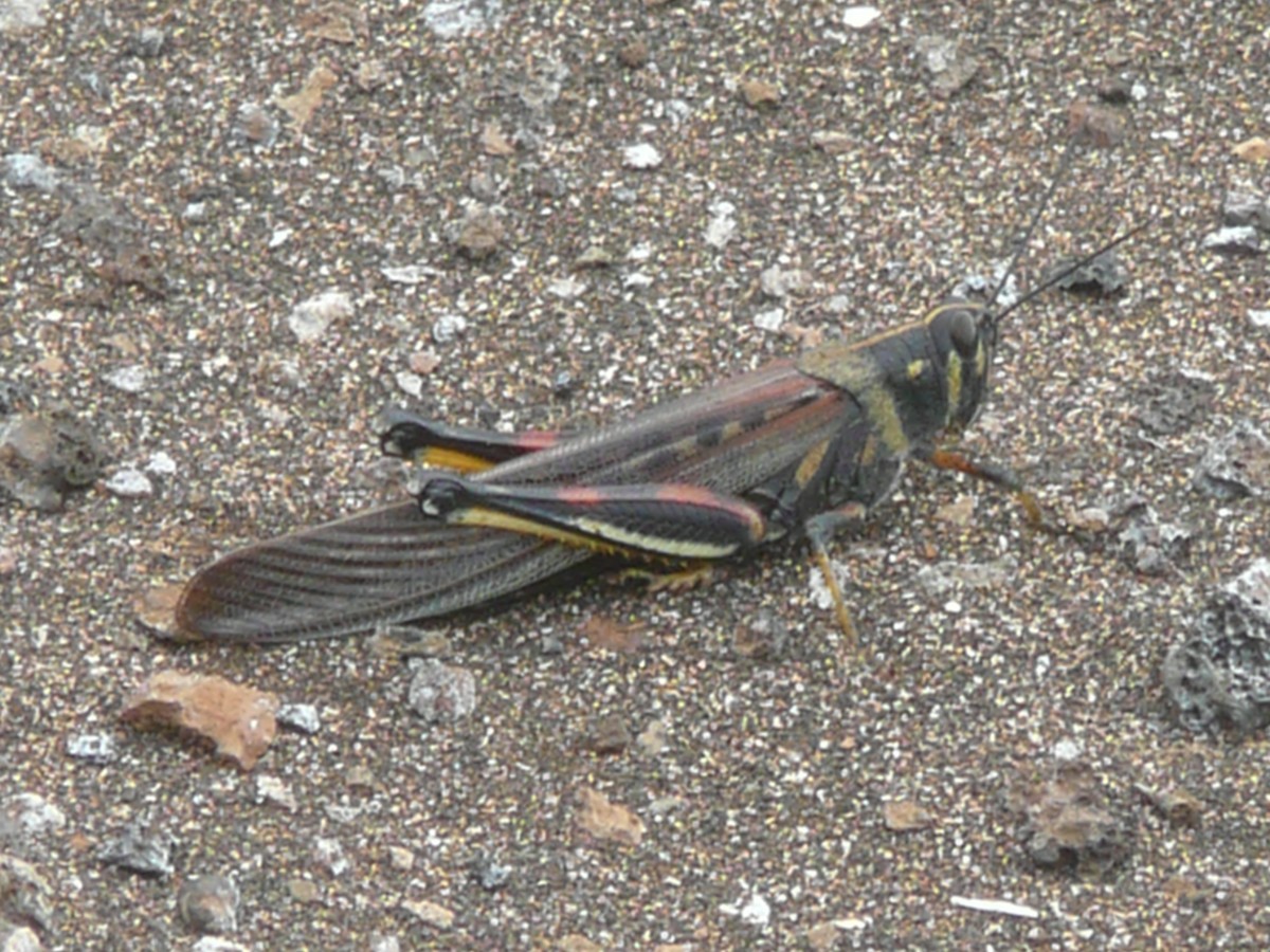 Large Painted Locust - ML649329821