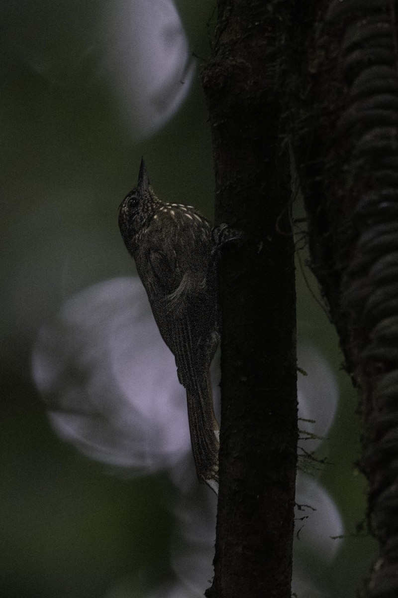 Wedge-billed Woodcreeper - Holger Schneider