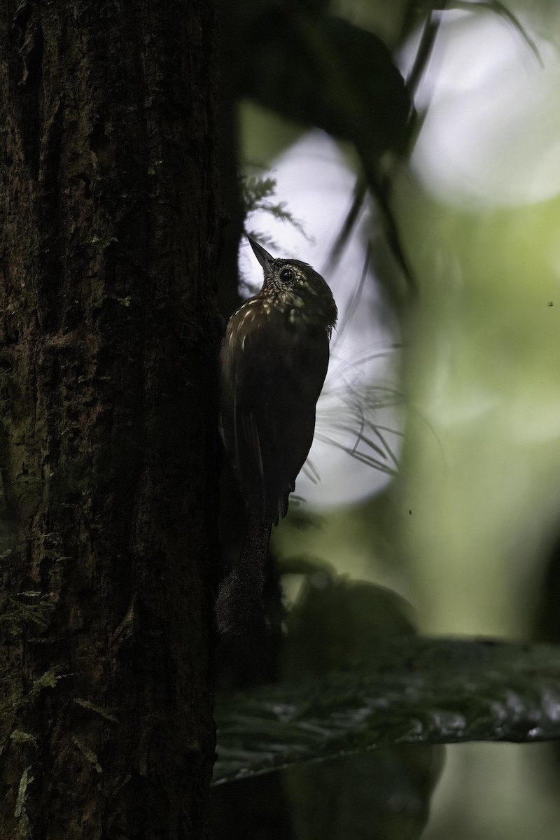 Дереволаз-долотодзьоб - ML649329905