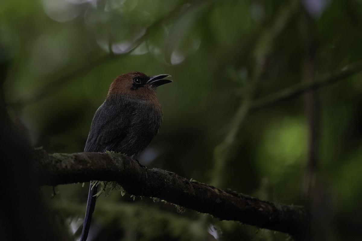 Broad-billed Motmot - Holger Schneider