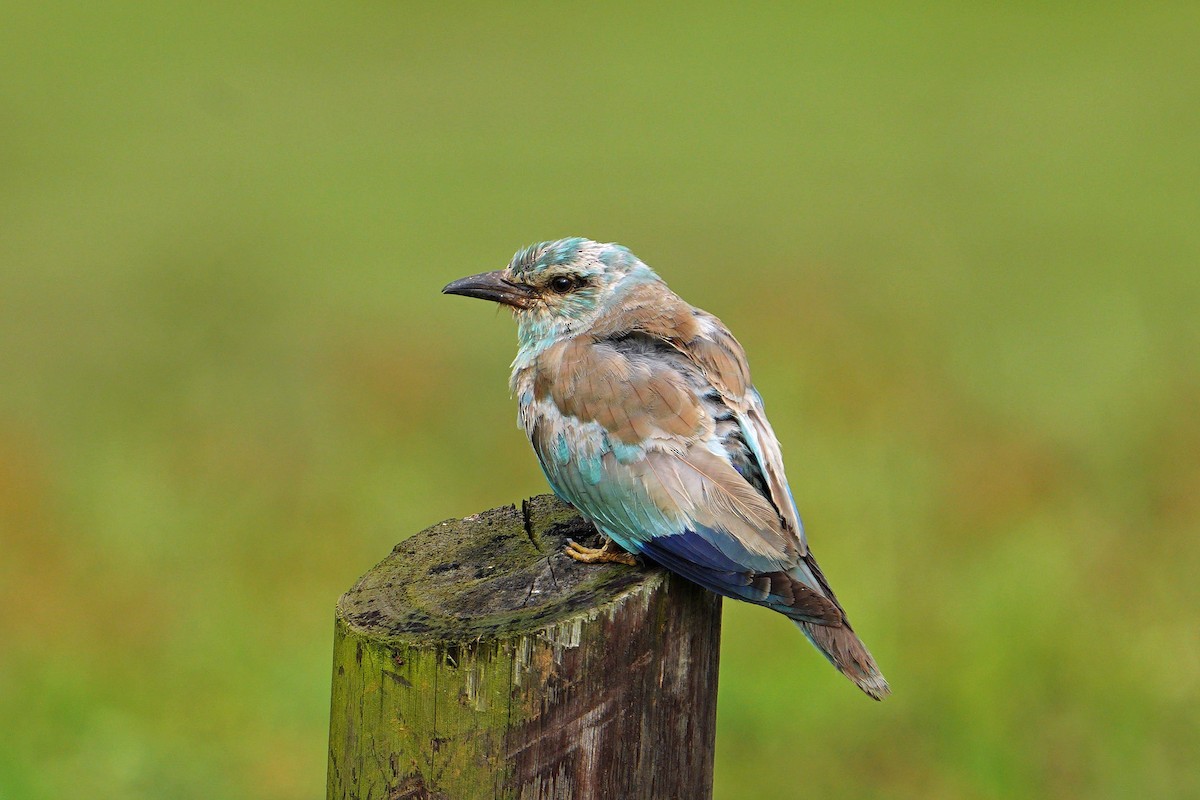 Rollier d'Europe - ML649330215