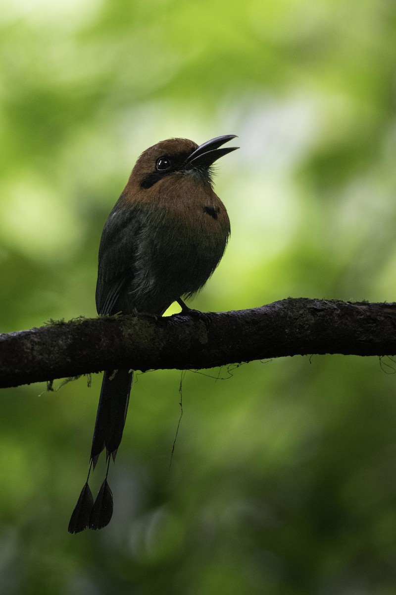 Момот широкодзьобий - ML649330324