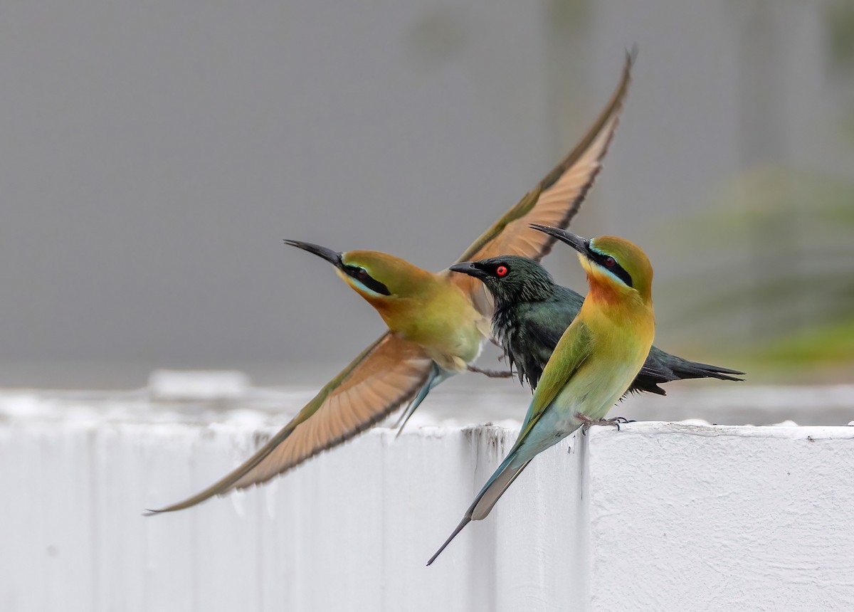Asian Glossy Starling - ML649330444