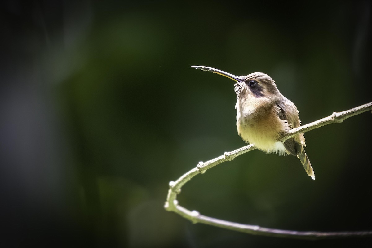 Ерміт чагарниковий - ML649330567