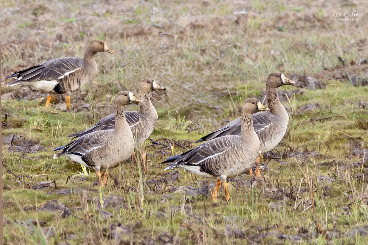 Белолобый гусь - ML649330601