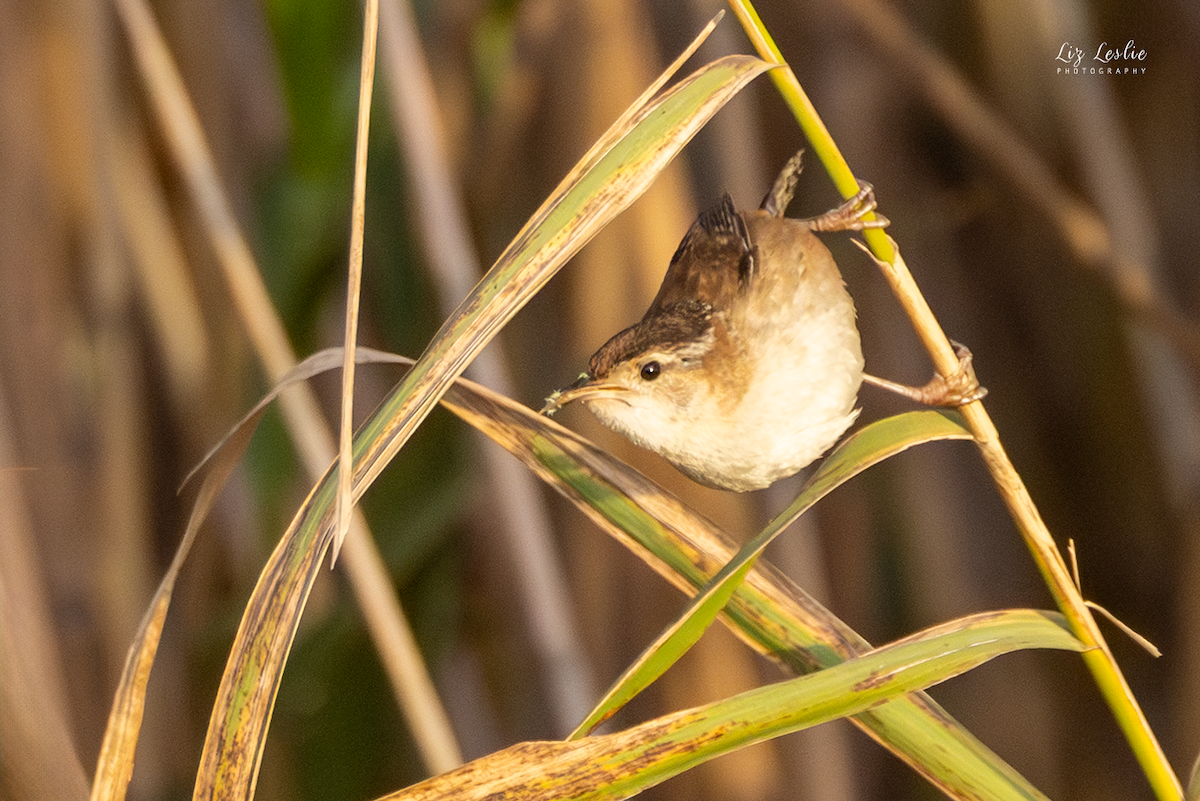 Болотный крапивник - ML649330629