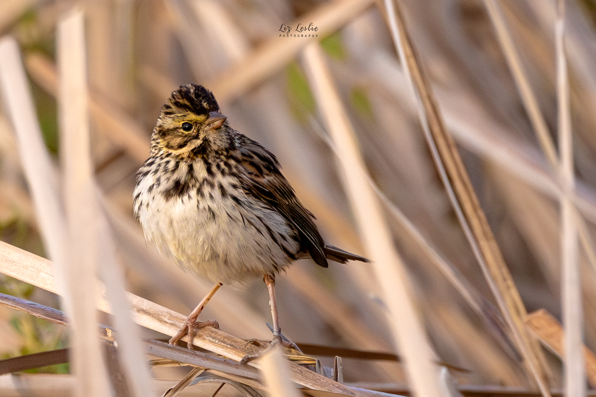 Саванная овсянка - ML649330696