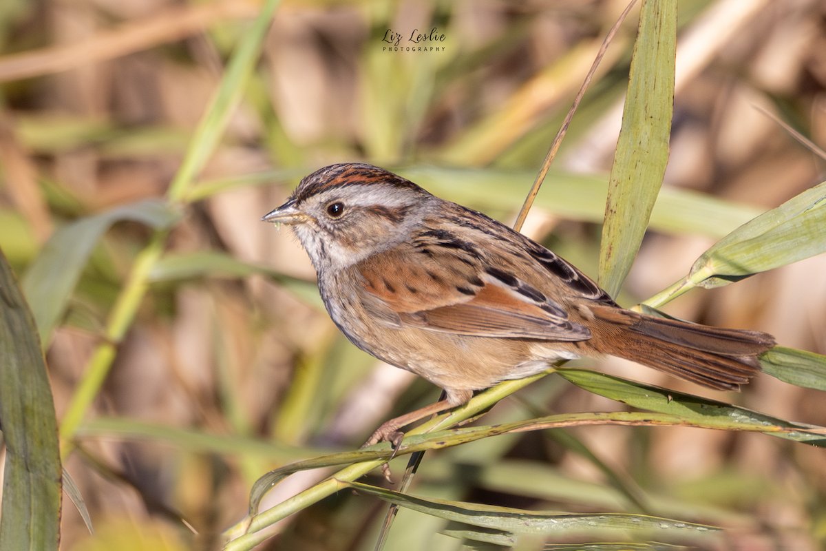 Болотная зонотрихия - ML649330713