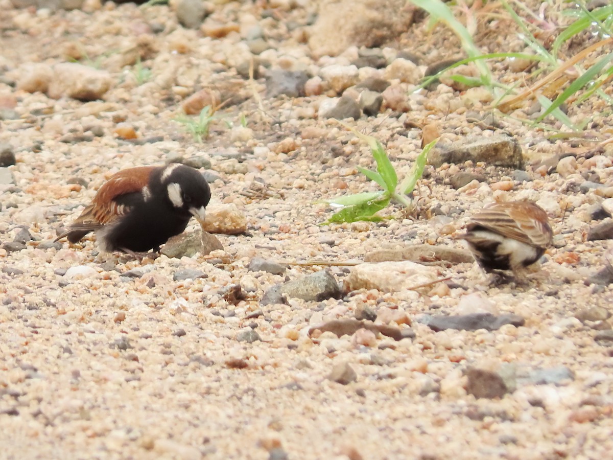 Chestnut-backed Sparrow-Lark - ML649330809