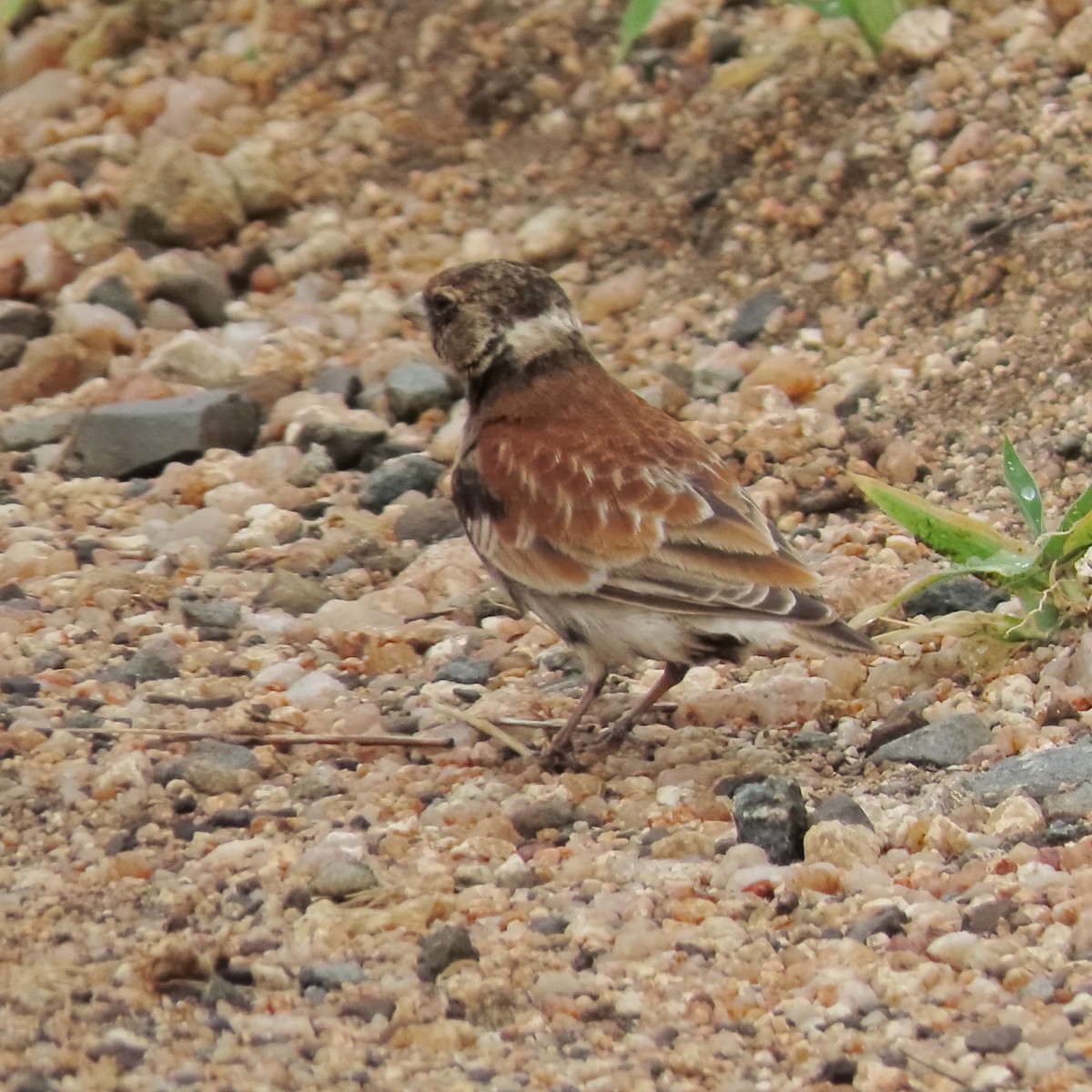 Chestnut-backed Sparrow-Lark - ML649330810
