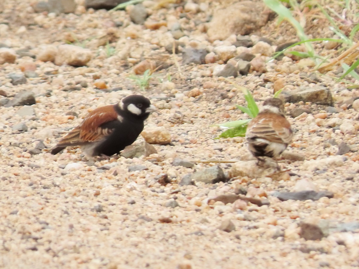 Chestnut-backed Sparrow-Lark - ML649330811