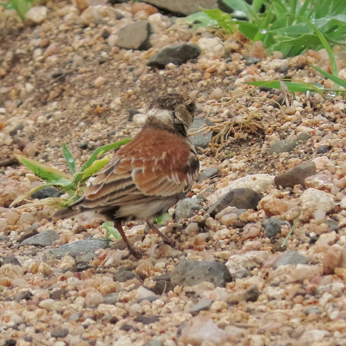 Chestnut-backed Sparrow-Lark - ML649330812