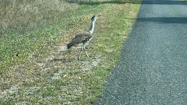 Australian Bustard - ML649330865