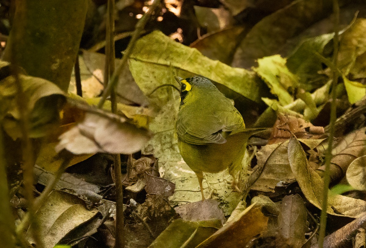 Kentucky Warbler - ML649331041