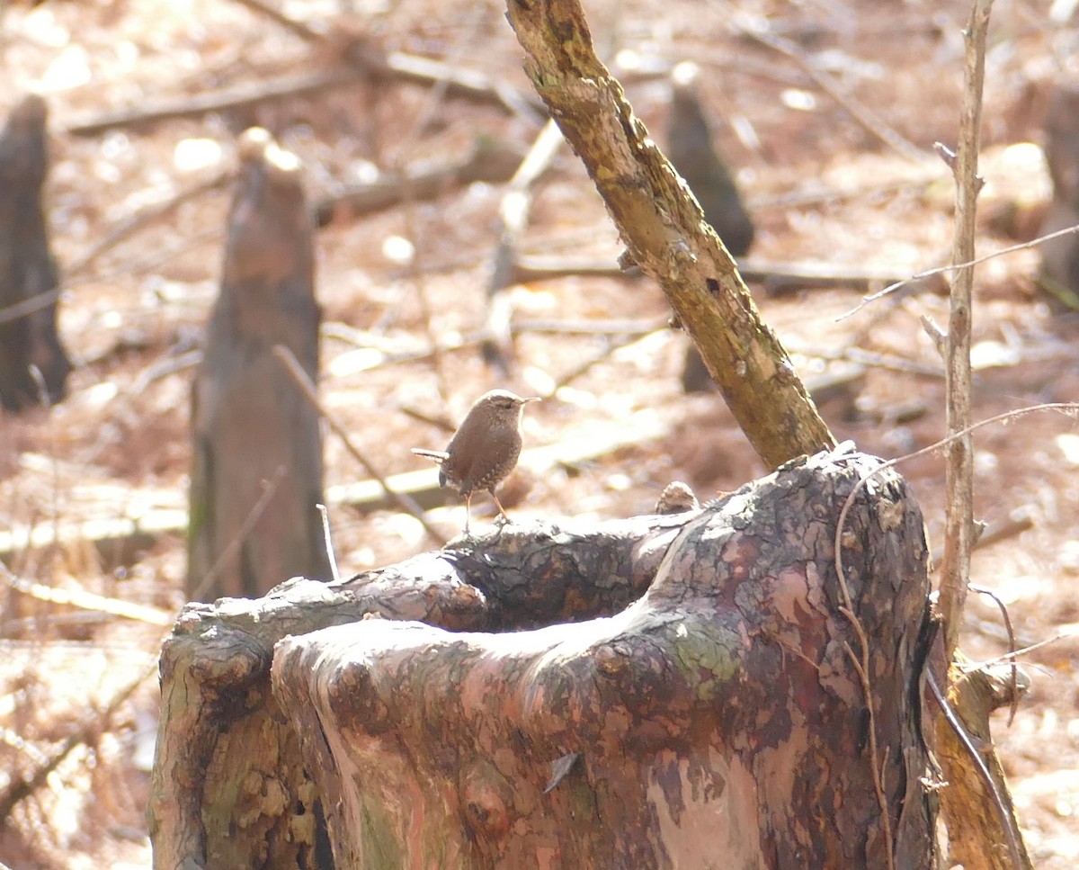 Winter Wren - ML649331046