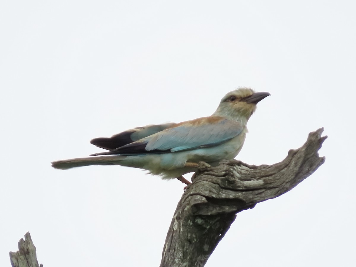 Rollier d'Europe - ML649331336