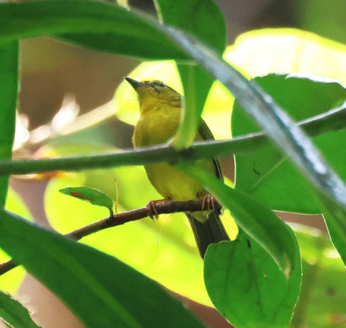 Chocówaldsänger - ML649331367