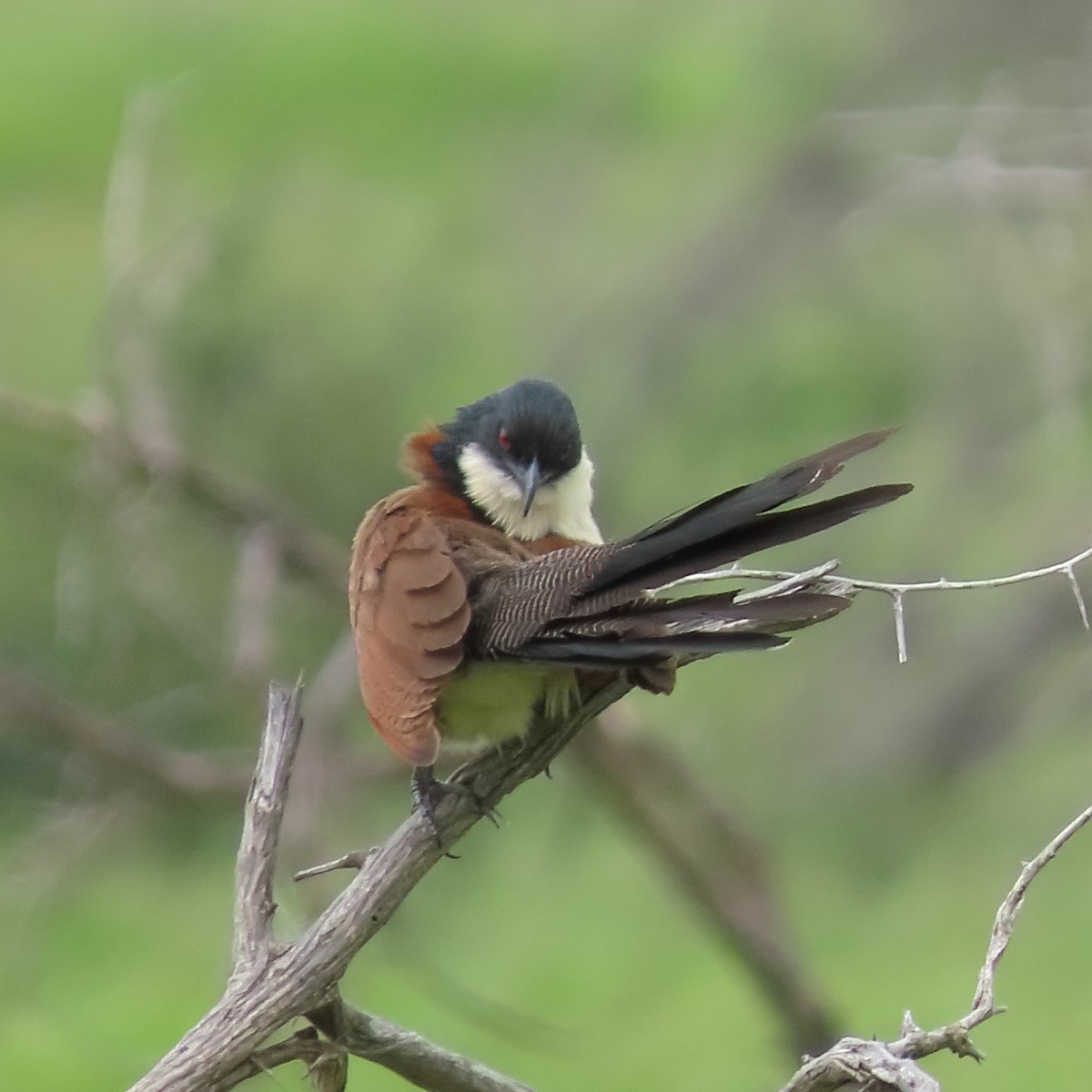 Burchell's Coucal - Colin Summersgill