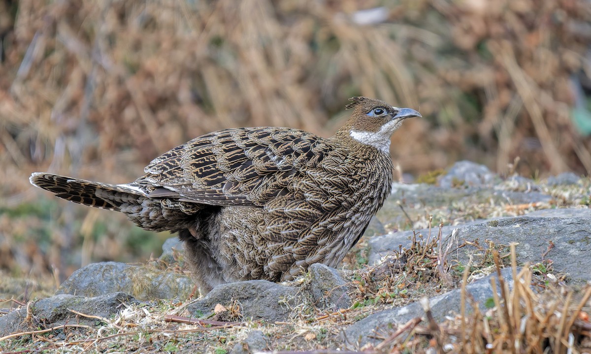 Himalayan Monal - ML649331577