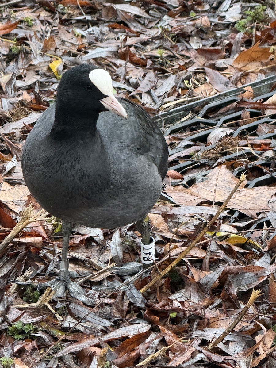 Лиска звичайна - ML649331822