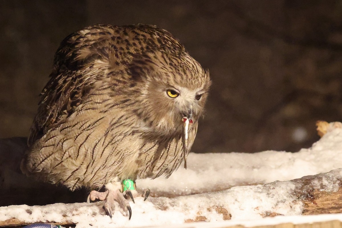 Blakiston's Fish-Owl - ML649331838