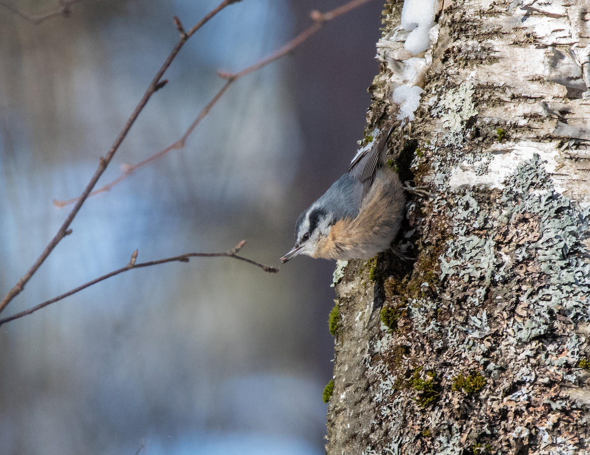 Повзик канадський - ML649331843