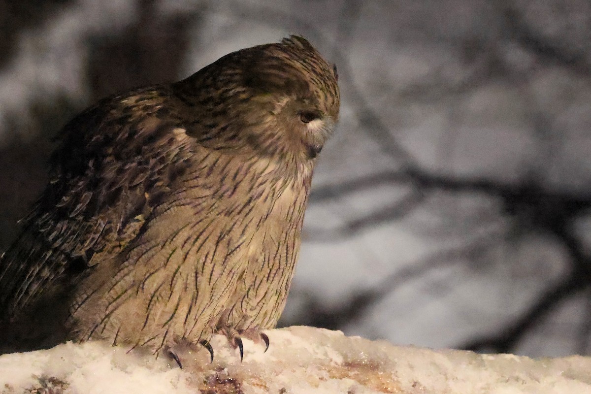 Blakiston's Fish-Owl - ML649331869