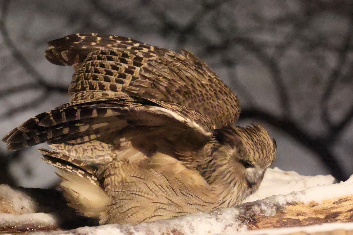 Blakiston's Fish-Owl - ML649331870