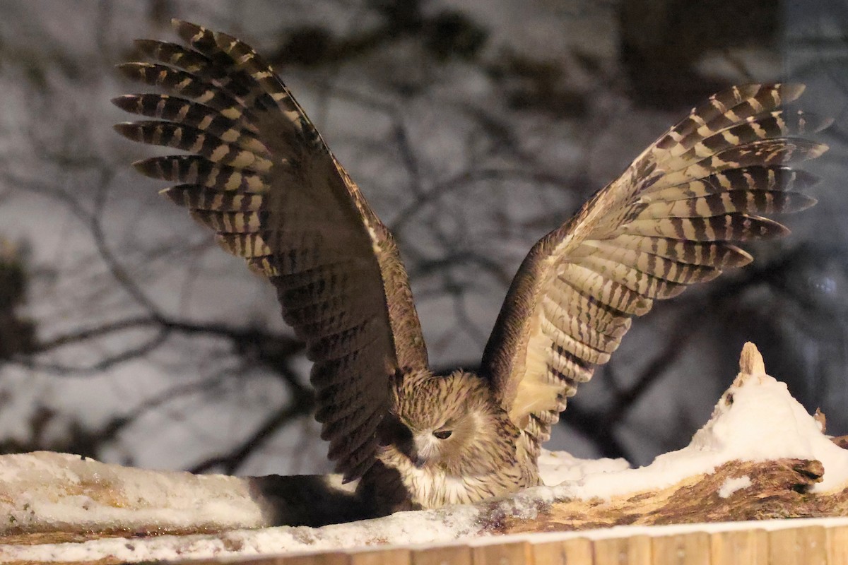 Blakiston's Fish-Owl - ML649331871