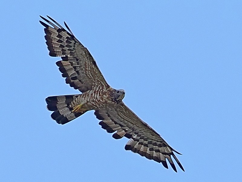 Осоїд чубатий - ML649331876