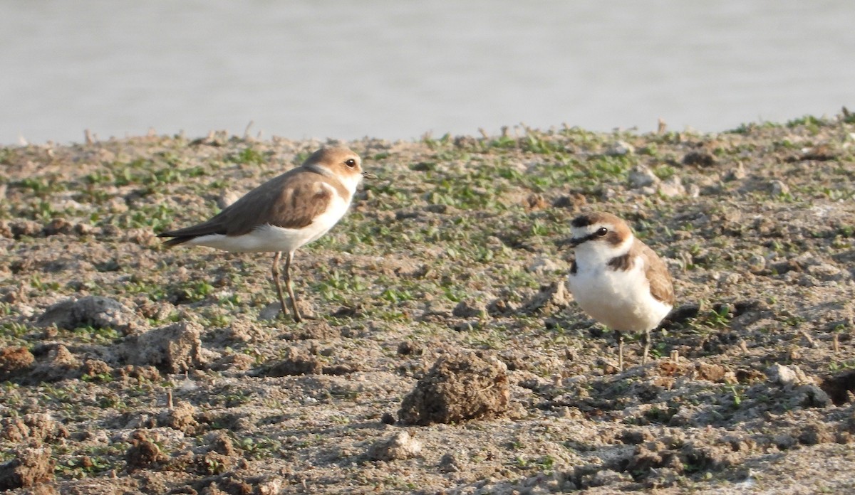 Пісочник морський - ML649331889