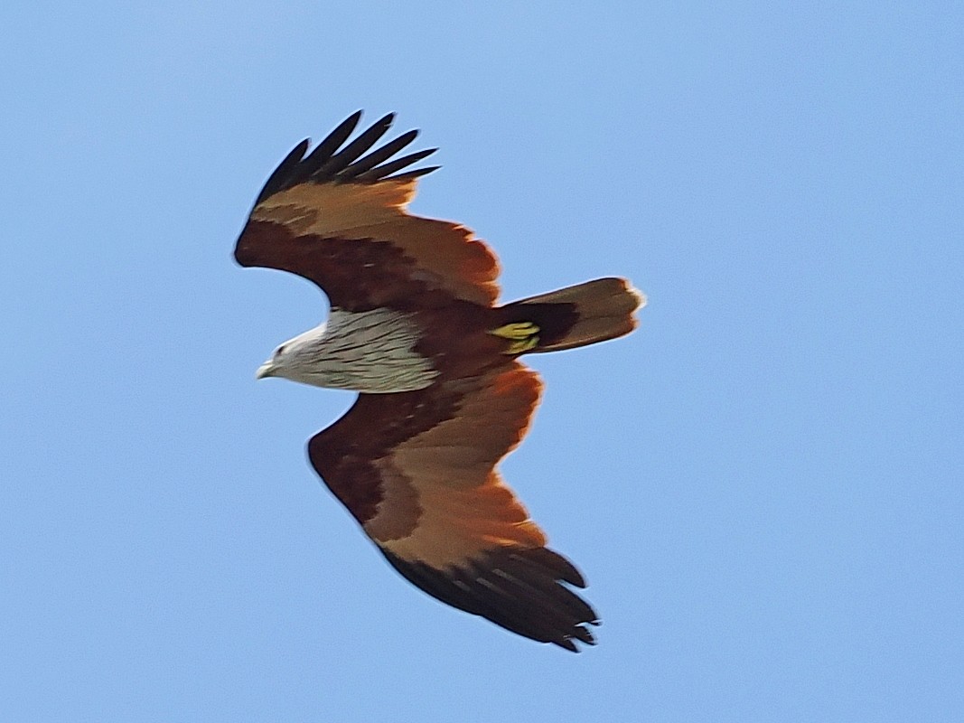 Шуліка королівський - ML649331890