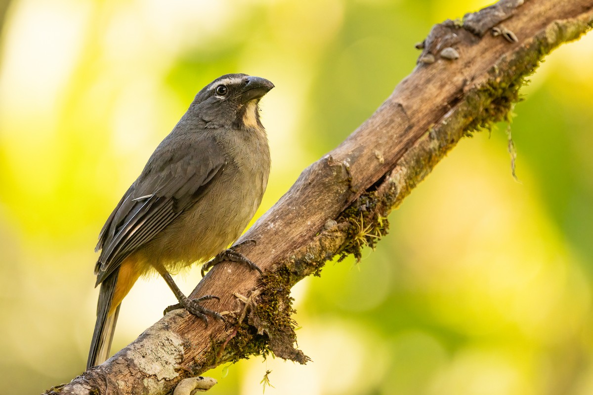 Зернолуск бурогузий - ML649331894