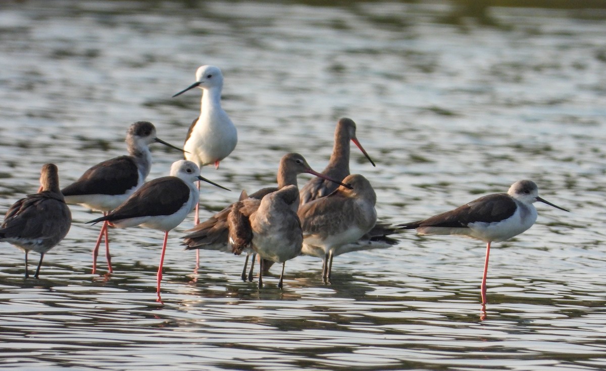 Грицик великий - ML649331899