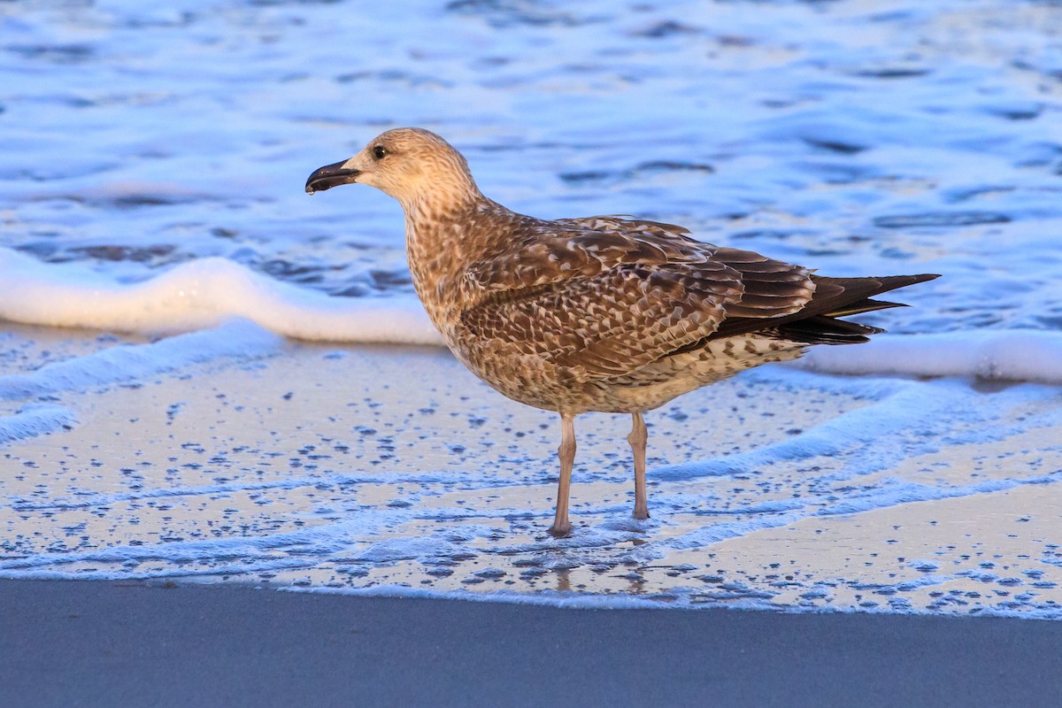 Мартин морський - ML649331900