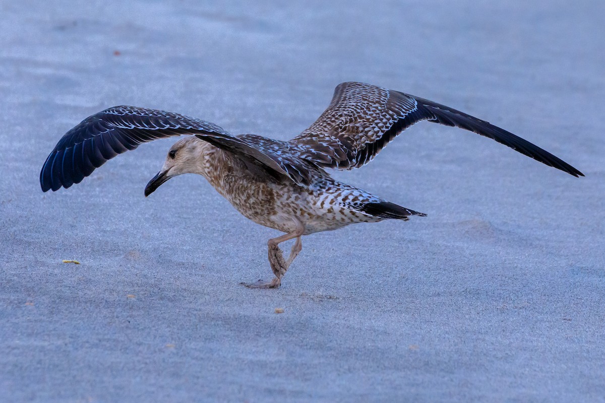 Мартин морський - ML649331901