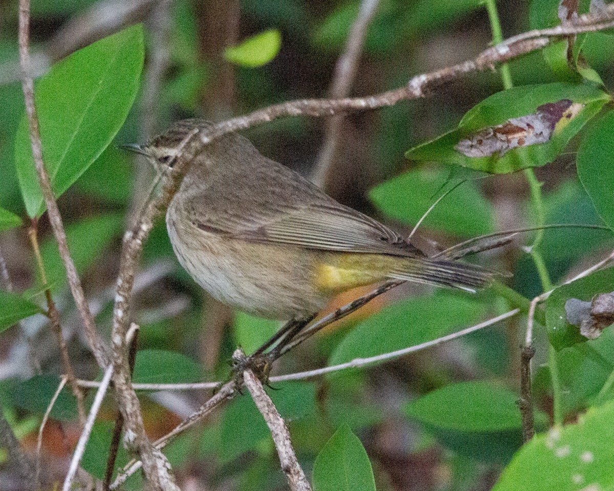 Пісняр-лісовик рудоголовий - ML649331902