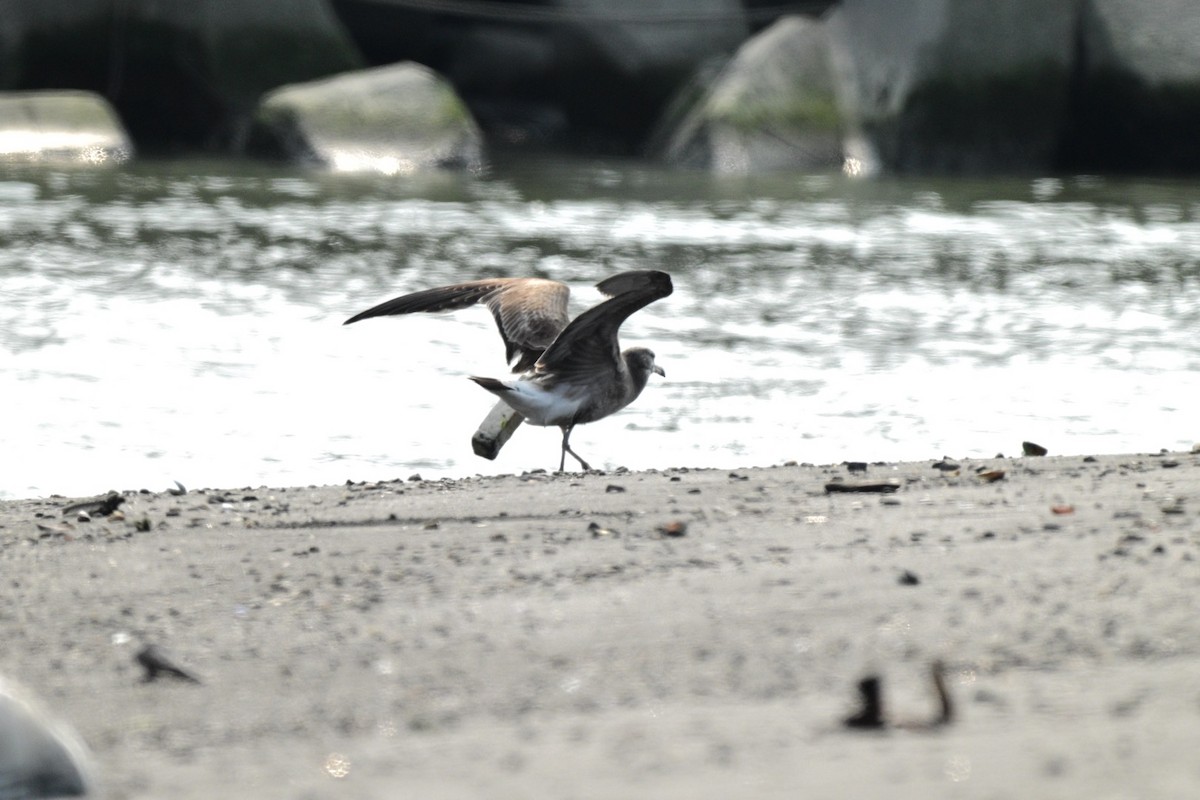 Мартин чорнохвостий - ML649331903