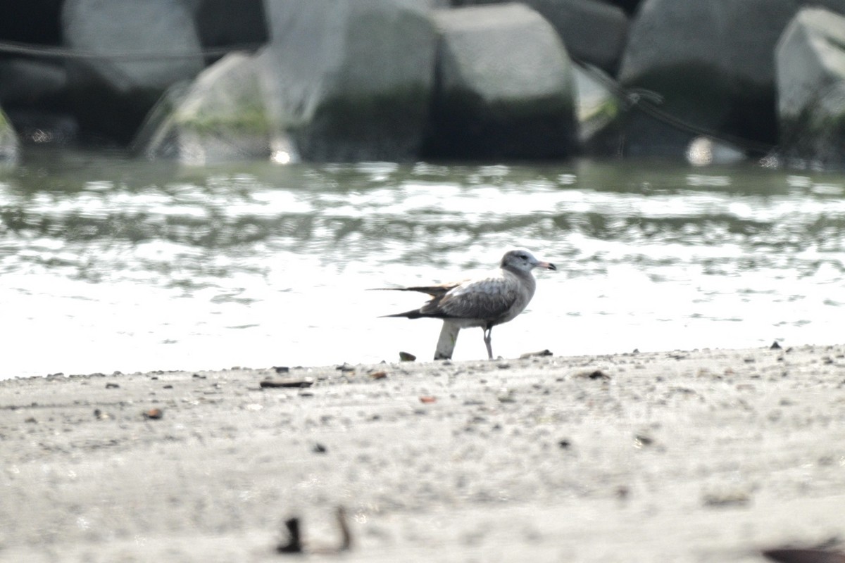 Мартин чорнохвостий - ML649331904