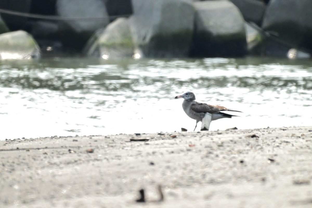 Мартин чорнохвостий - ML649331905