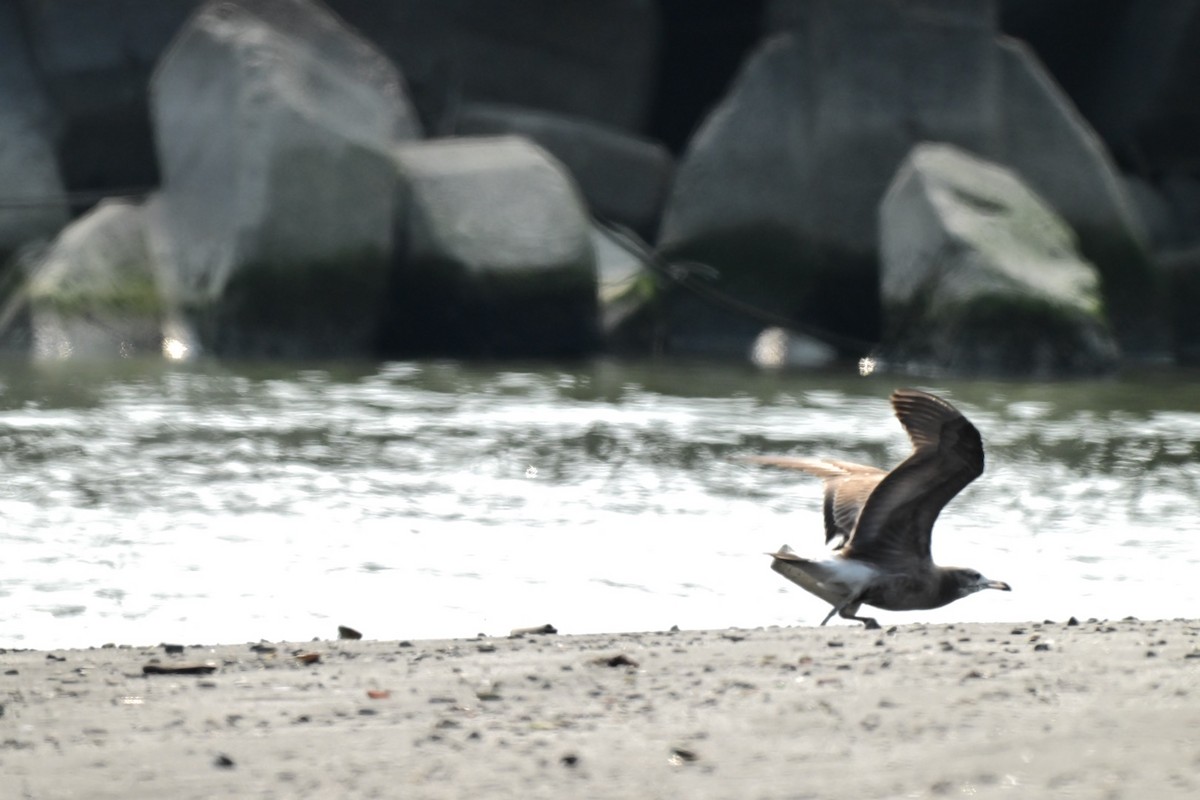 Мартин чорнохвостий - ML649331906