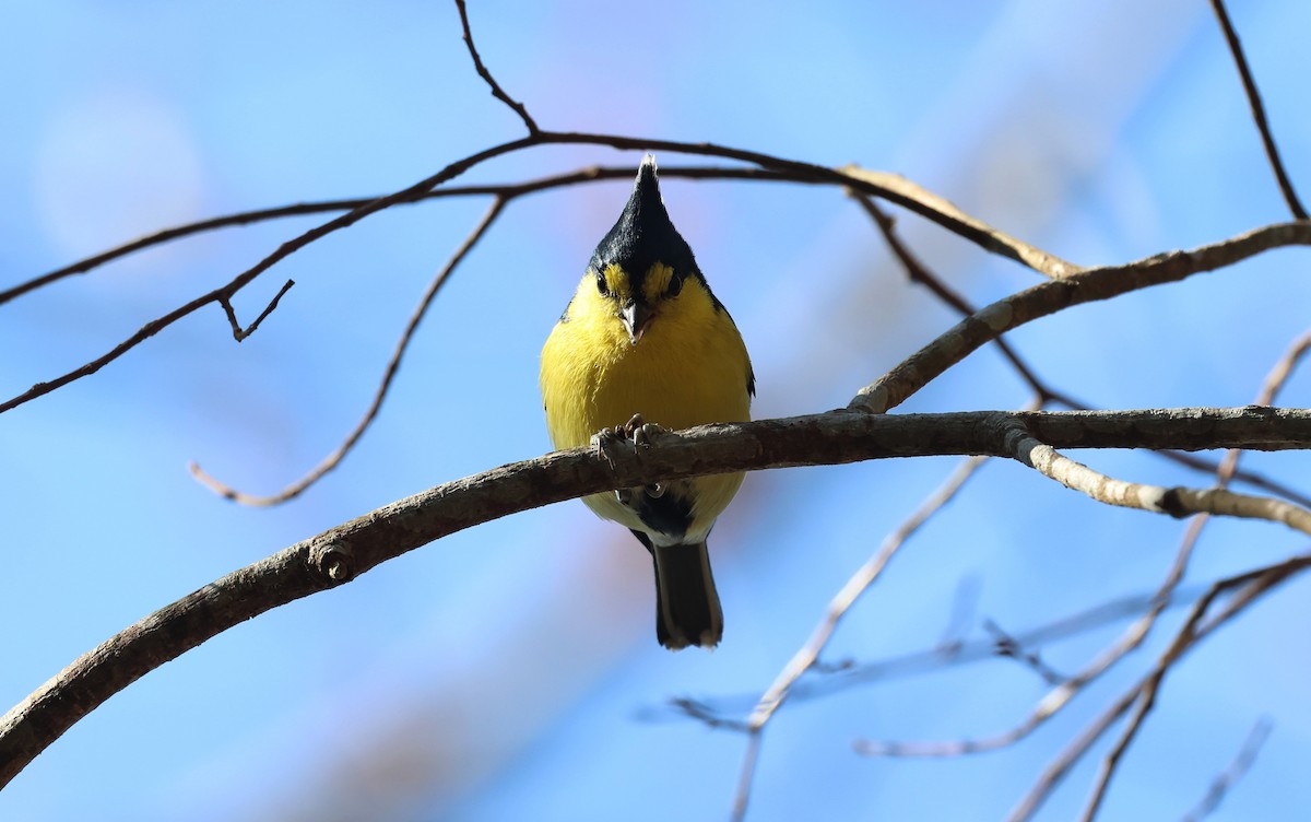 Синиця тайванська - ML649331908