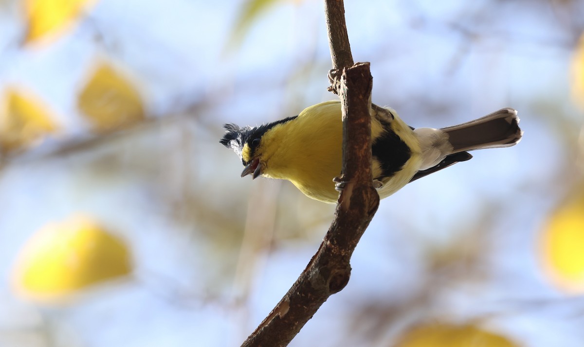 Синиця тайванська - ML649331909