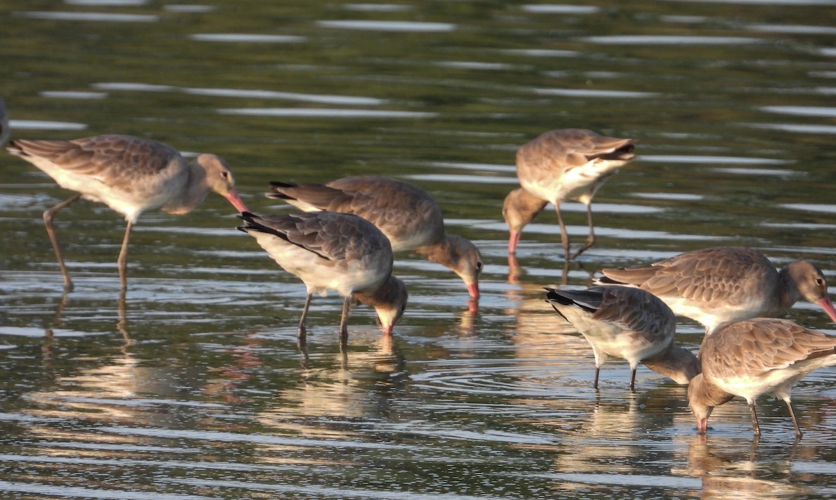 Грицик великий - ML649331911