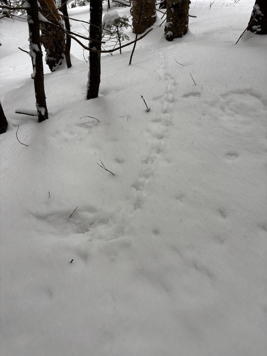 Орябок американський - ML649331916