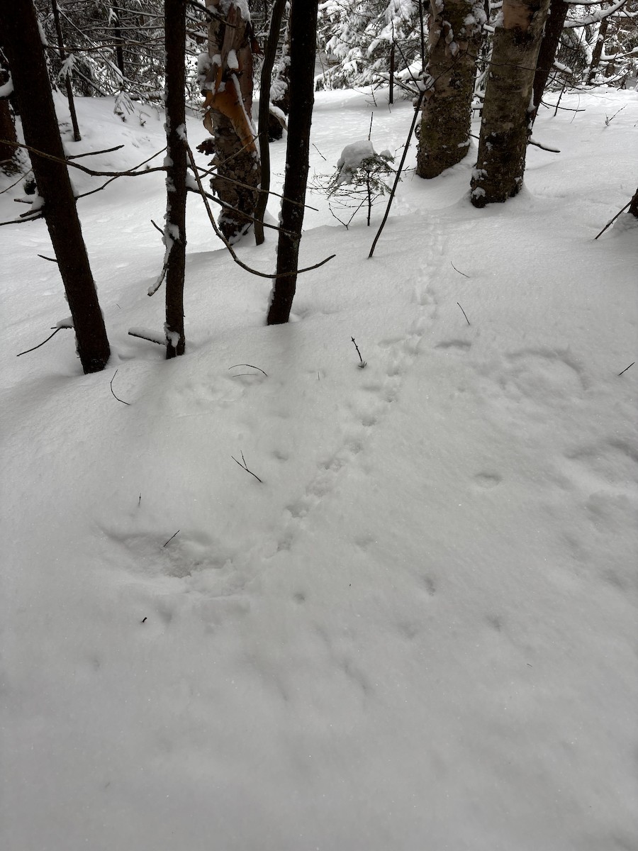 Орябок американський - ML649331917