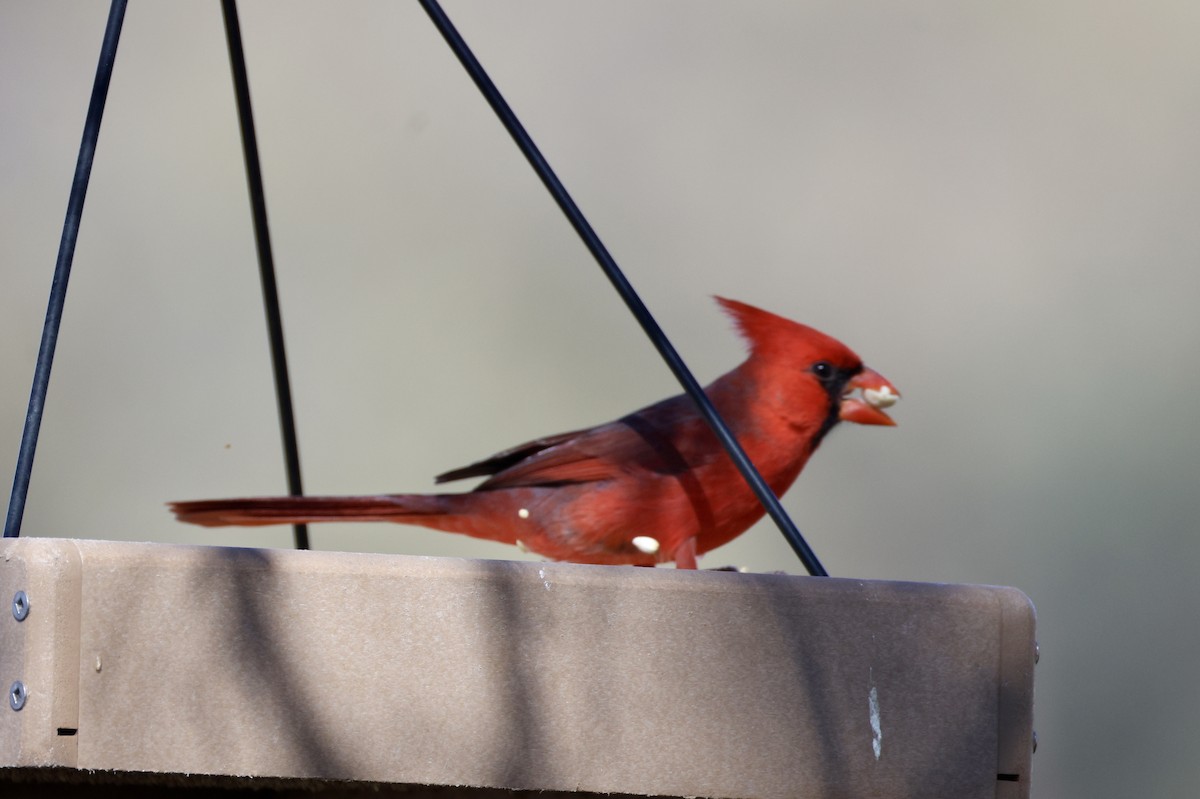 Кардинал червоний - ML649331921