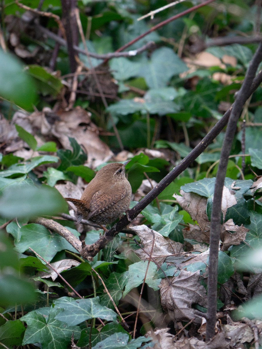 Волове очко - ML649331922