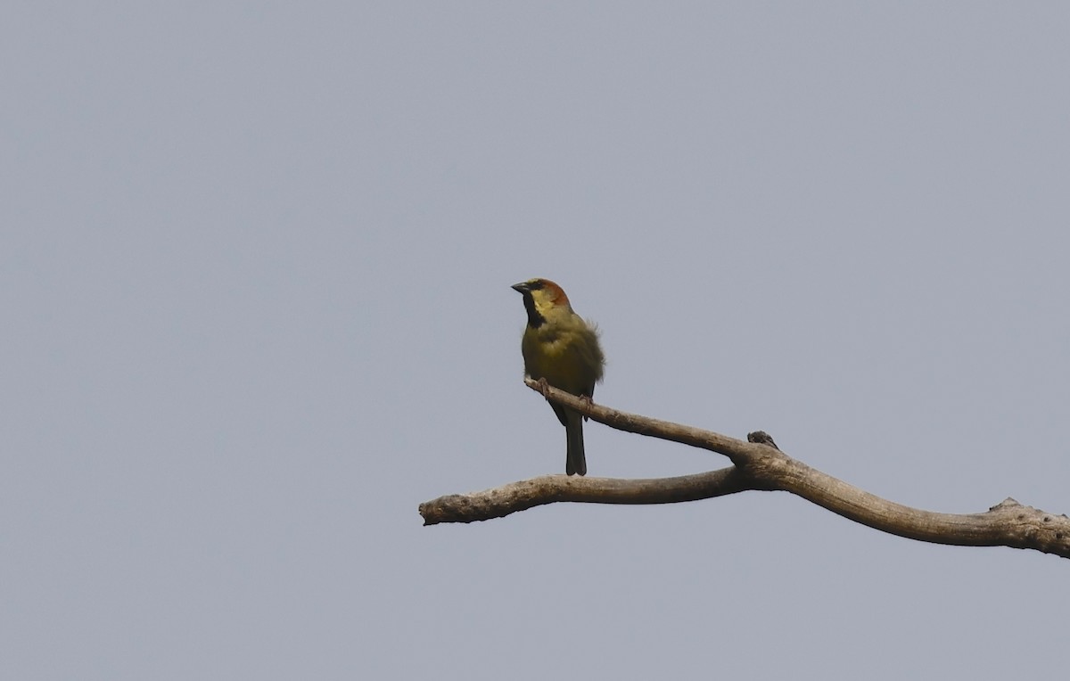 Горобець оливковий - ML649331923